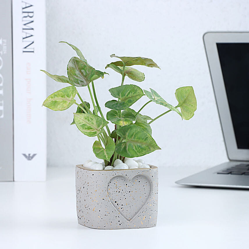 Syngonium in  Heart Planter