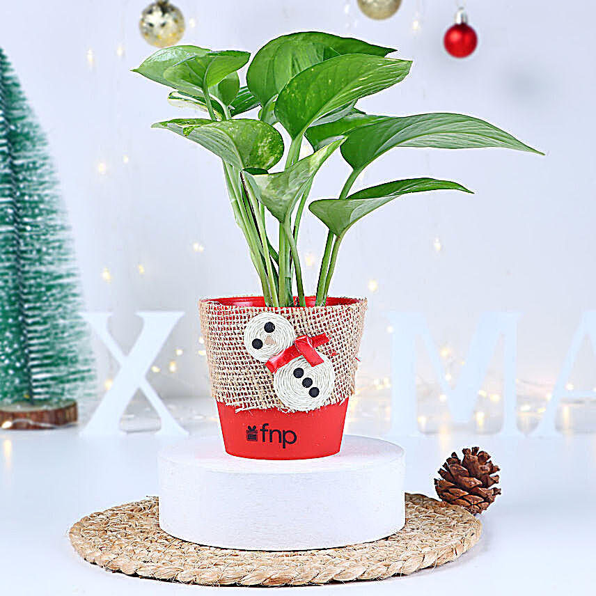 Money Plant Red Pot Gift