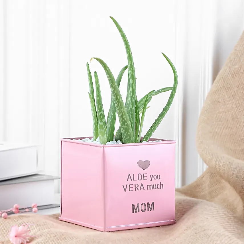 Aloe vera Love Pot