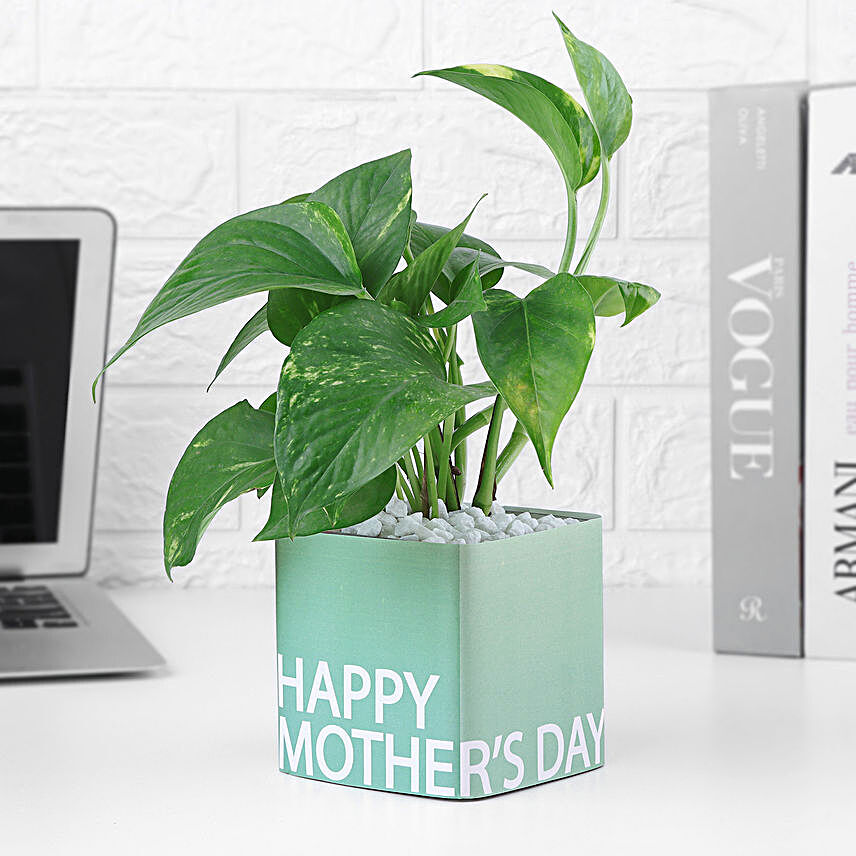 Happy Mother's Day Money Plant