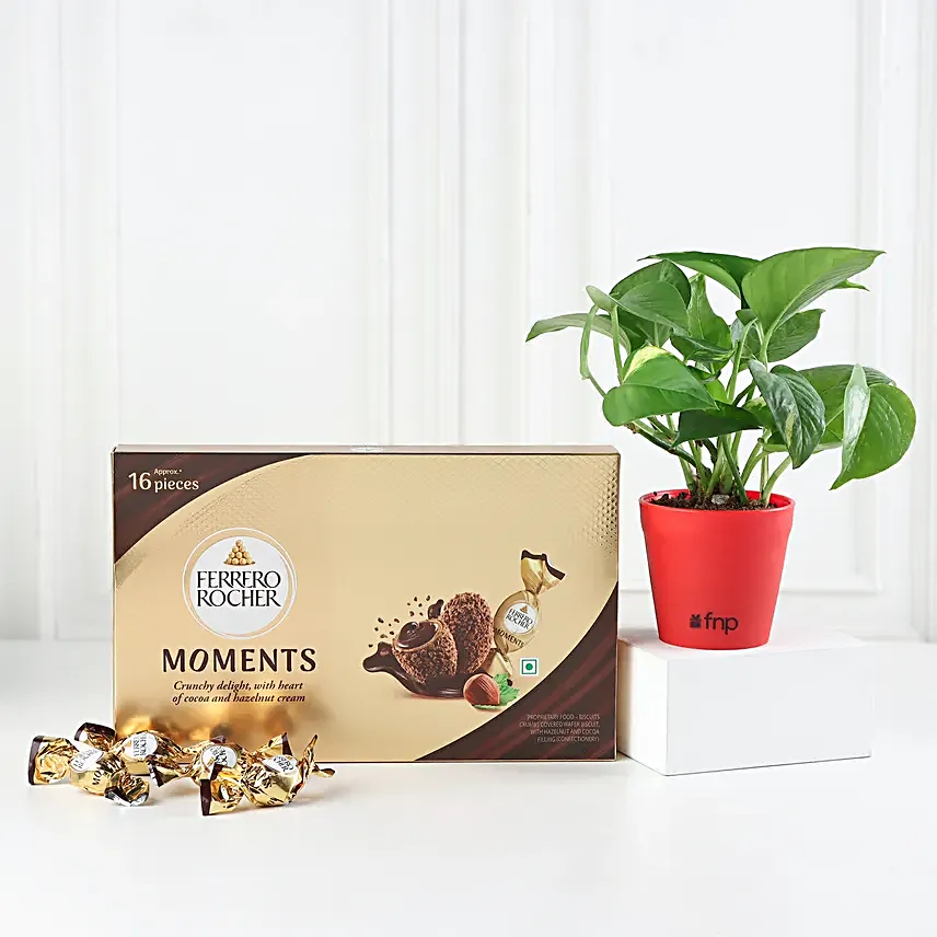 Cute Money Plant With Ferrero Rocher Moments