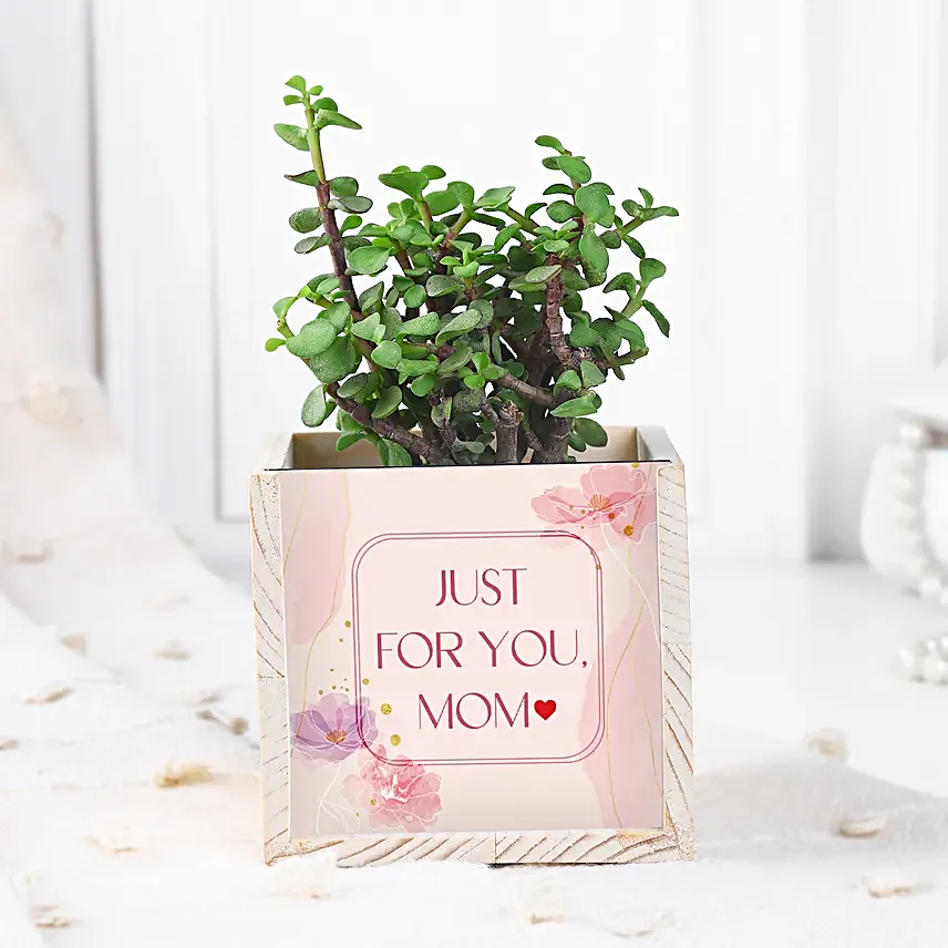 Jade Plant Table Top For Mom
