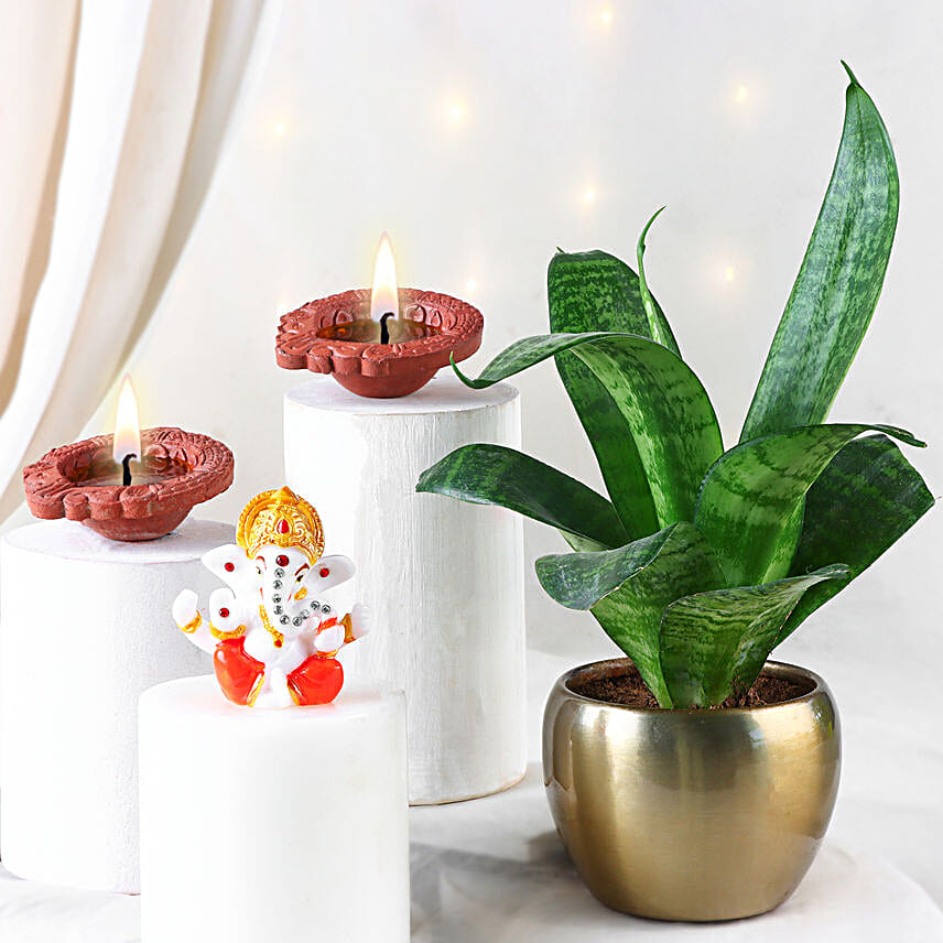 Snake Plant Diwali Gift Set