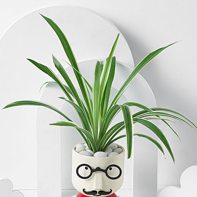 bamboo plant pots indoor Lucky Bamboo with self watering pot – plantswalay main image 1
