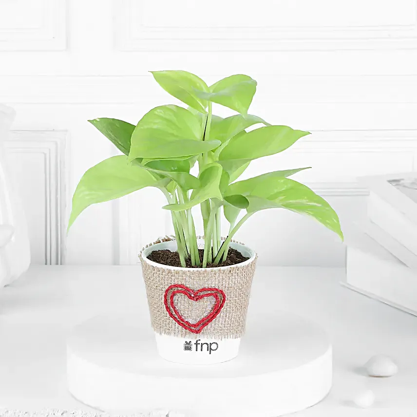 Money Plant In Love Inspired Pot