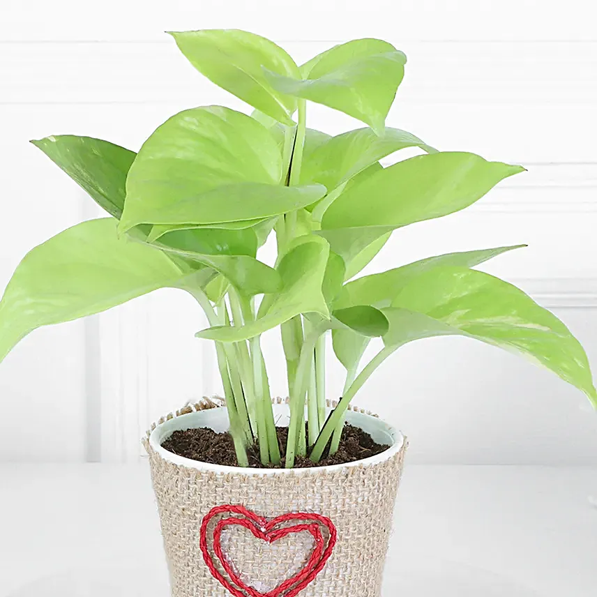 Money Plant In Love Inspired Pot