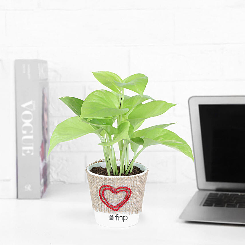 Money Plant In Love Inspired Pot