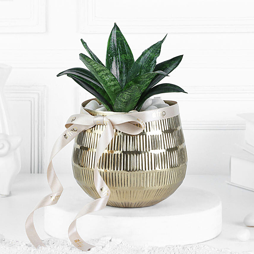 Sansevieria Plant In Blingy Gold Pot