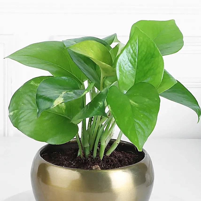 Money Plant In Rustic Brass Pot