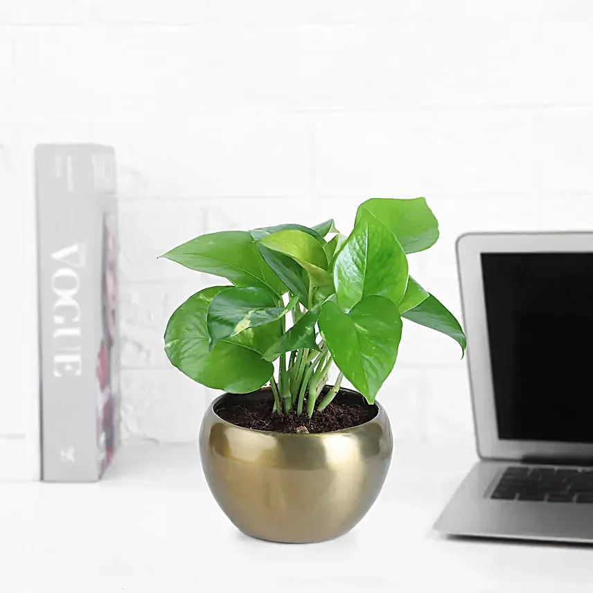 Money Plant In Rustic Brass Pot