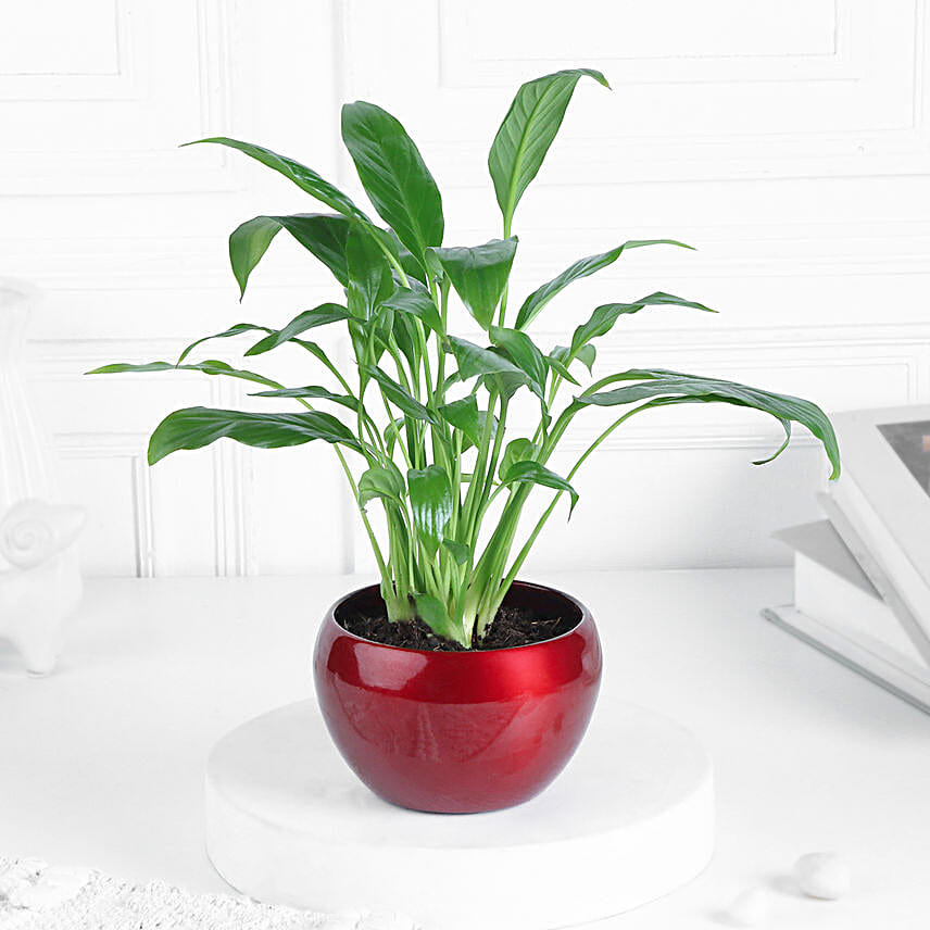 Peace Lily Plant In Bold Red Pot