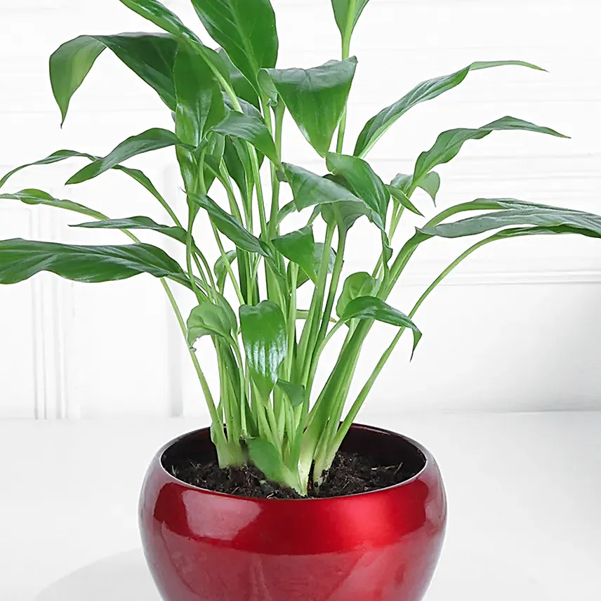 Peace Lily Plant In Bold Red Pot