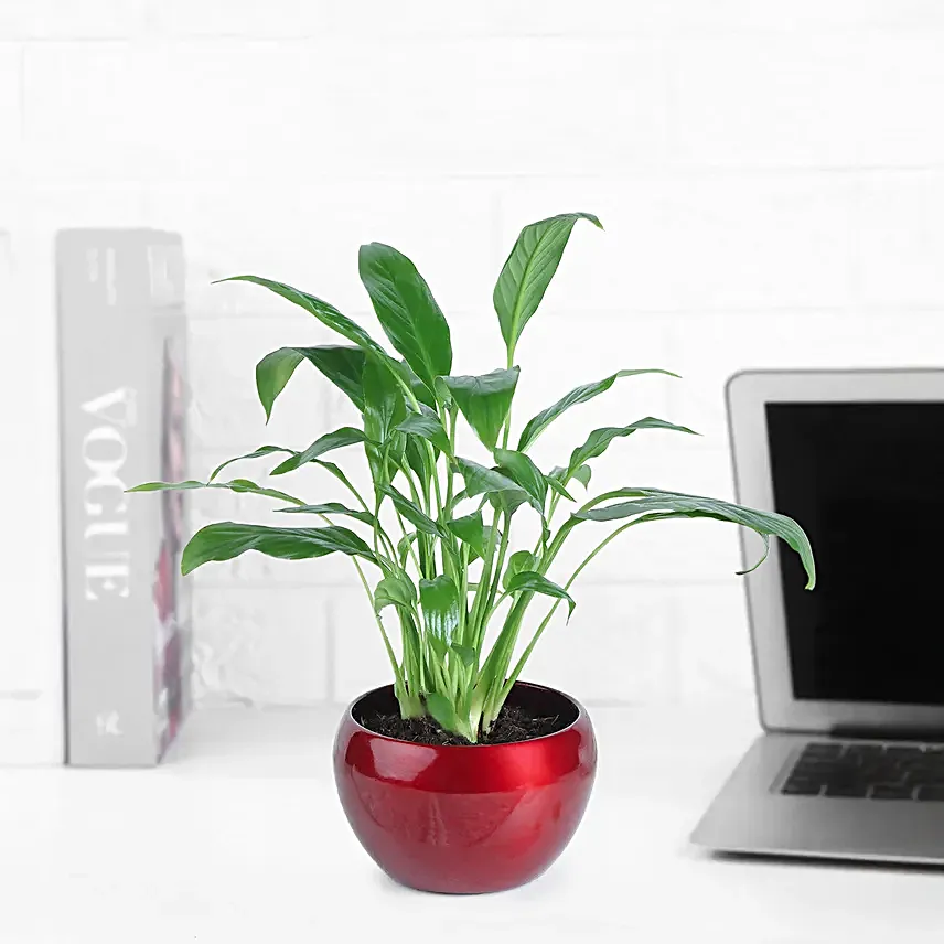 Peace Lily Plant In Bold Red Pot