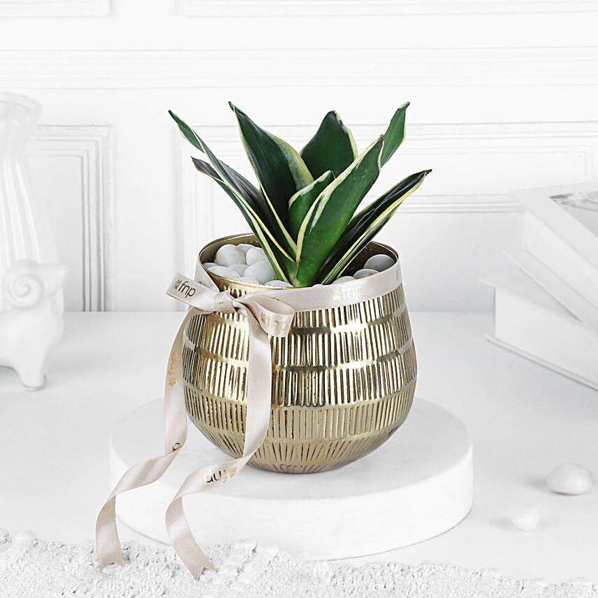 Milt Sansevieria Plant In Luxe Gold Pot