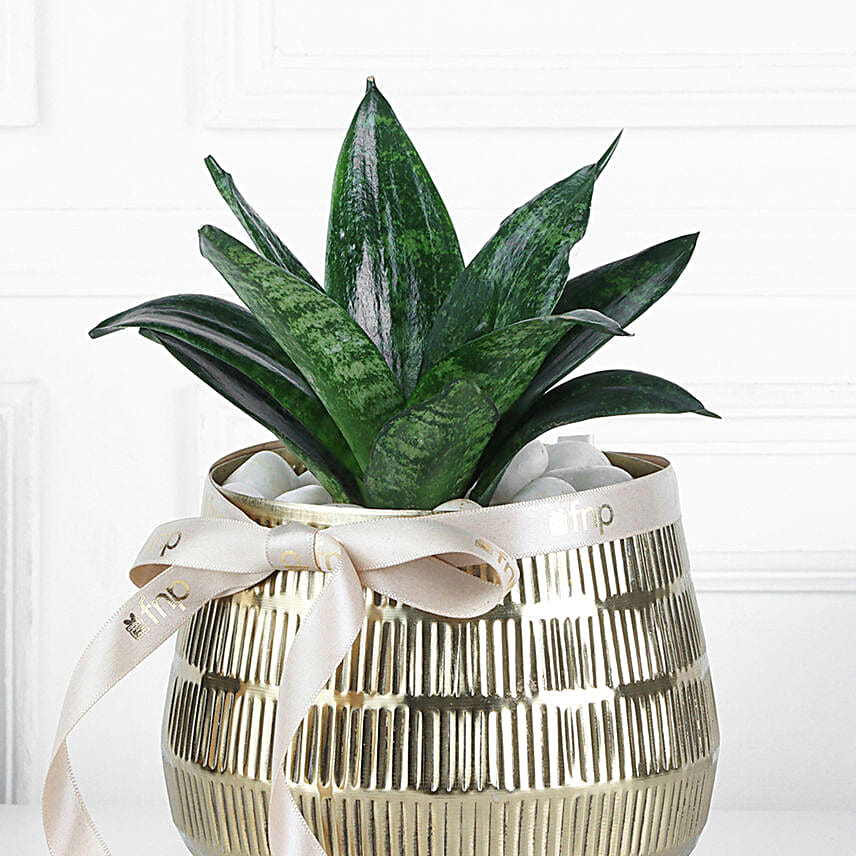 Sansevieria Plant In Blingy Gold Pot