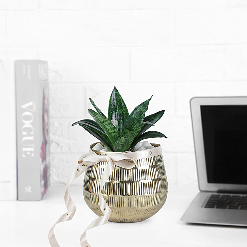 Sansevieria Plant In Blingy Gold Pot