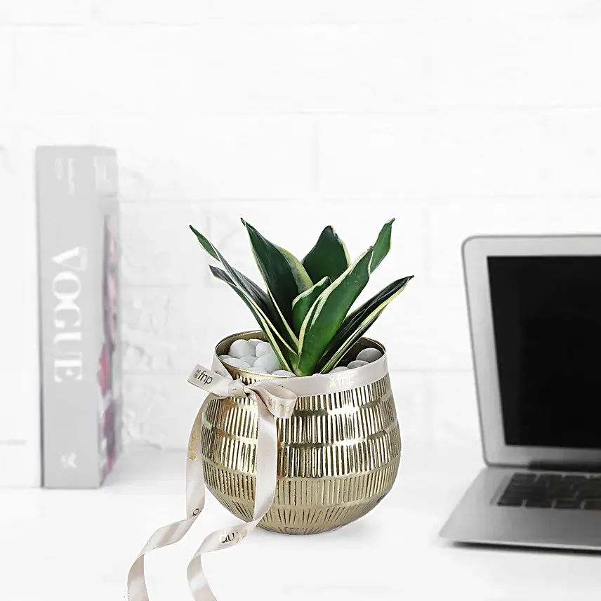 Sansevieria Plant In Luxe Gold Pot