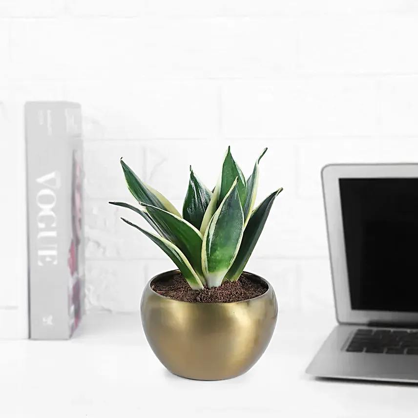 Sansevieria Plant In Rustic Brass Pot