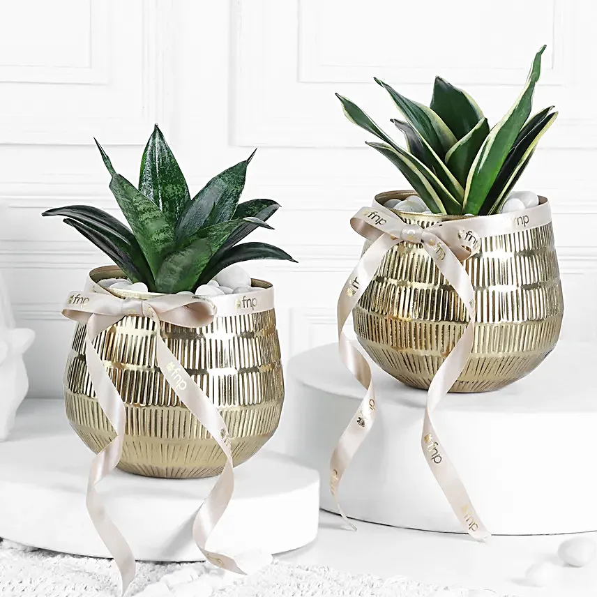 Sansevieria Plants In Gold Touch Pots