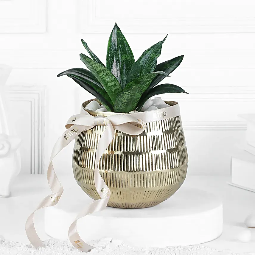 Sansevieria Plants In Gold Touch Pots