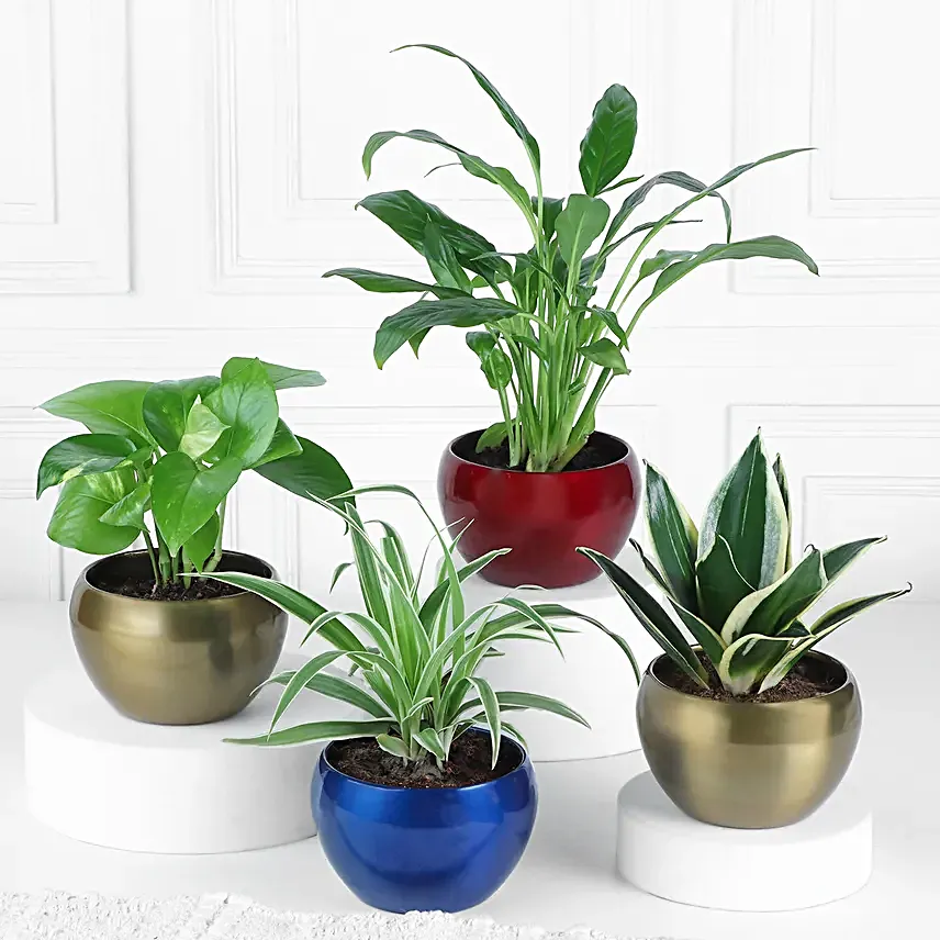 Gift Of Greens In Metallic Beauty Pots