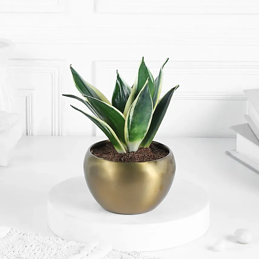 Gift Of Greens In Metallic Beauty Pots