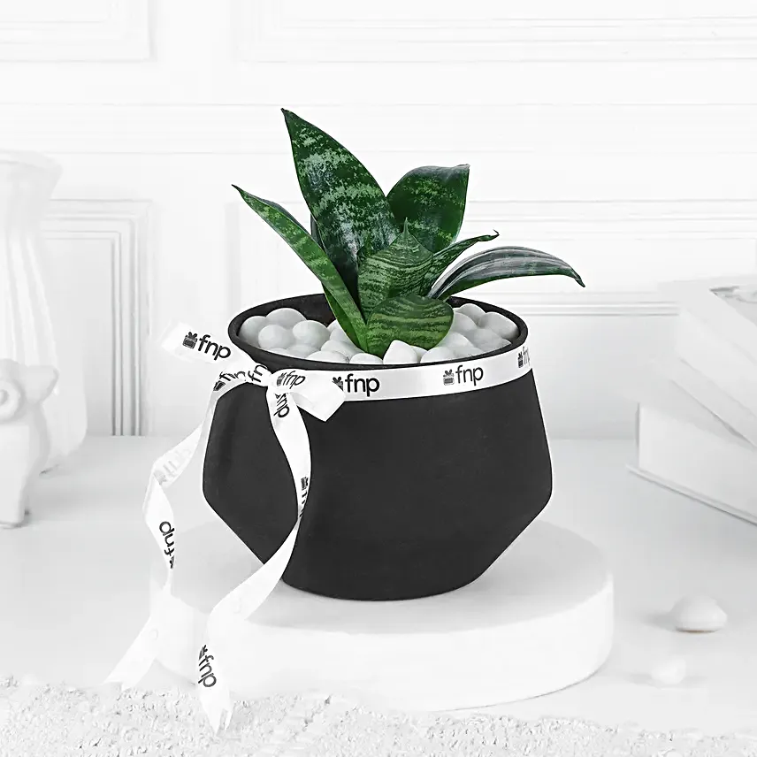 Green Sansevieria Plant In Charming Black Pot