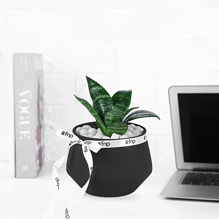 Green Sansevieria Plant In Charming Black Pot