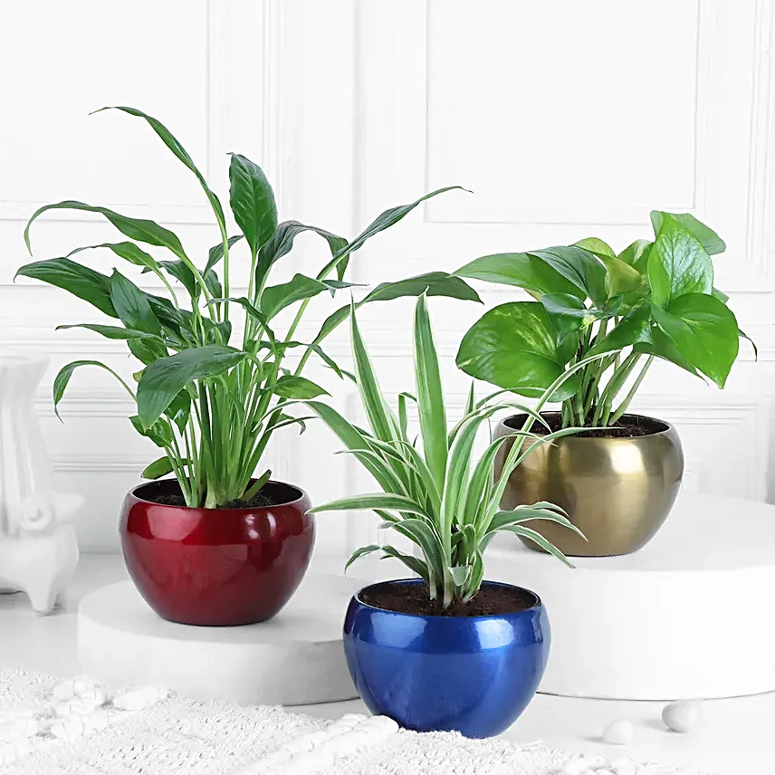 Green Serenity In Metallic Beauty Pots