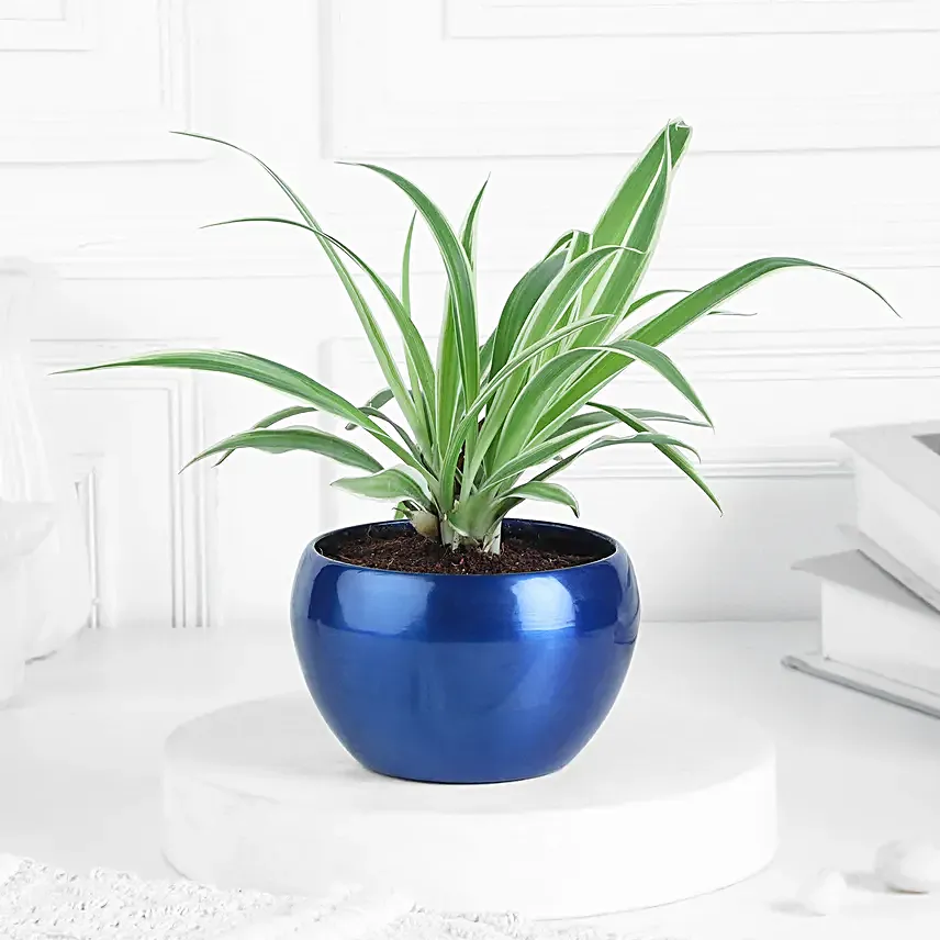 Green Serenity In Metallic Beauty Pots