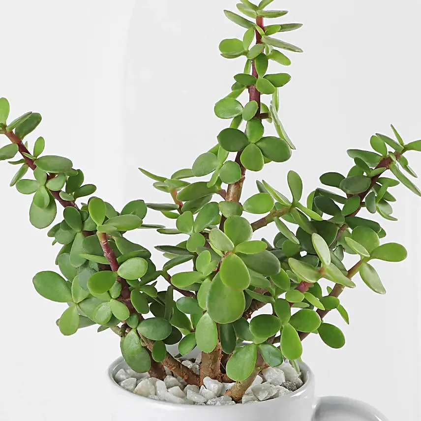 Jade Plant In Personalised Hubby Special Gift Mug