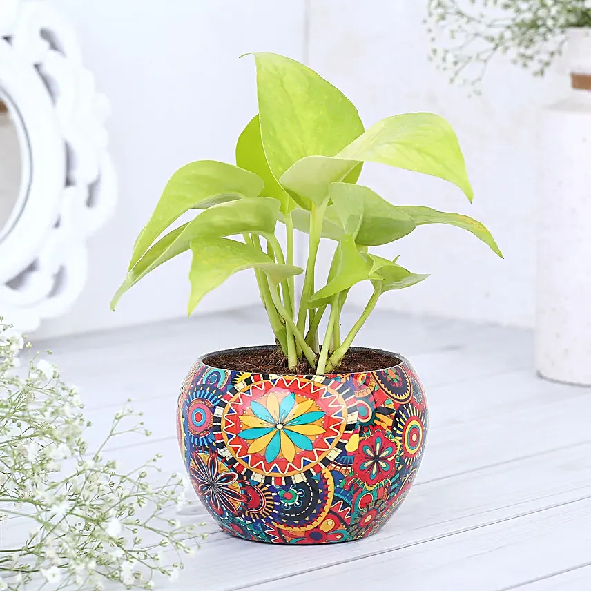 Money Plant In Colourfull Rajwada Printed Pot Hand Delivery