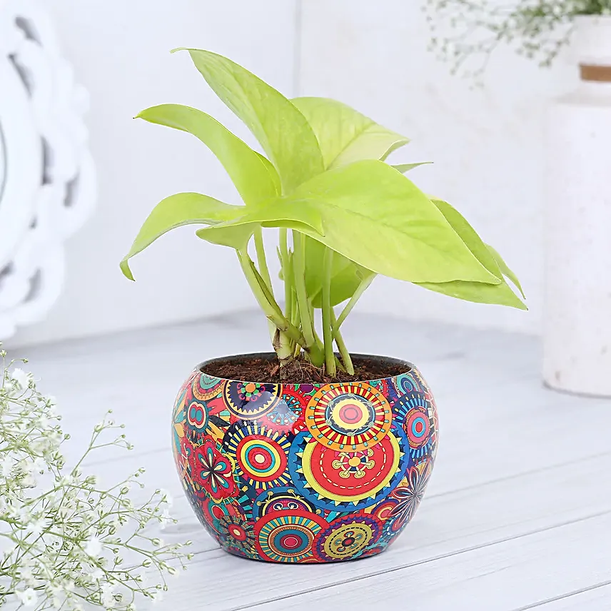 Money Plant In Colourfull Rajwada Printed Pot Hand Delivery