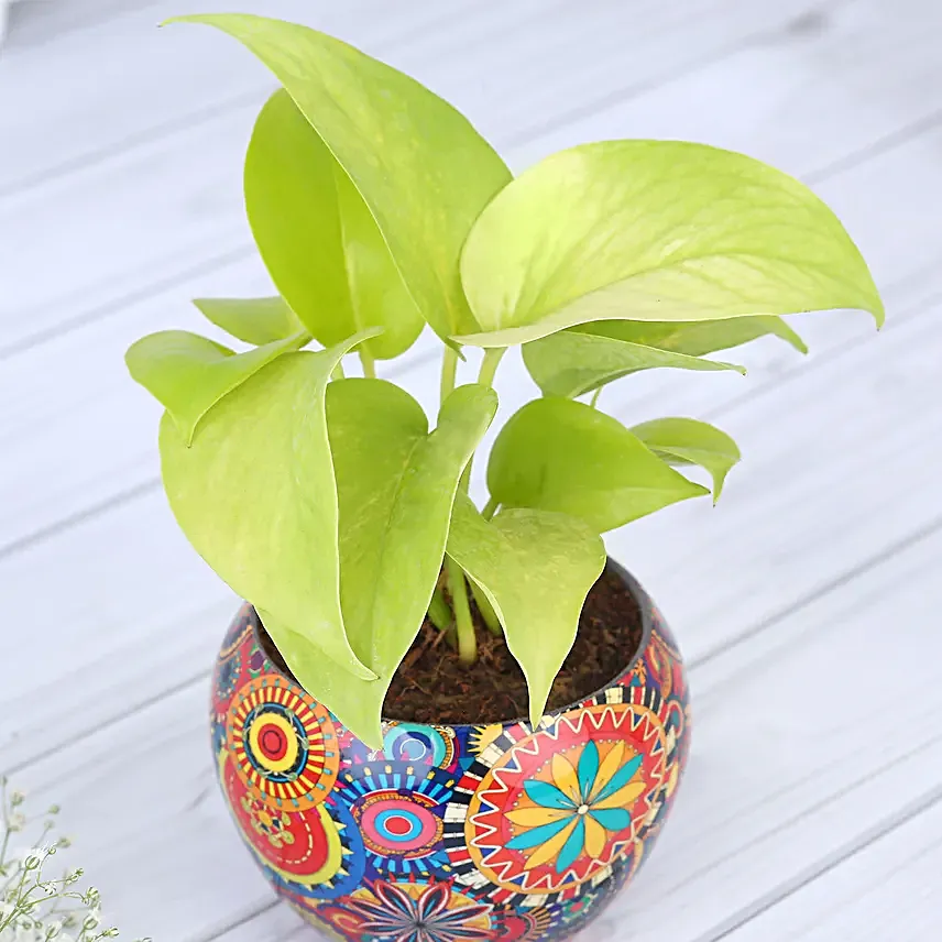 Money Plant In Colourfull Rajwada Printed Pot Hand Delivery