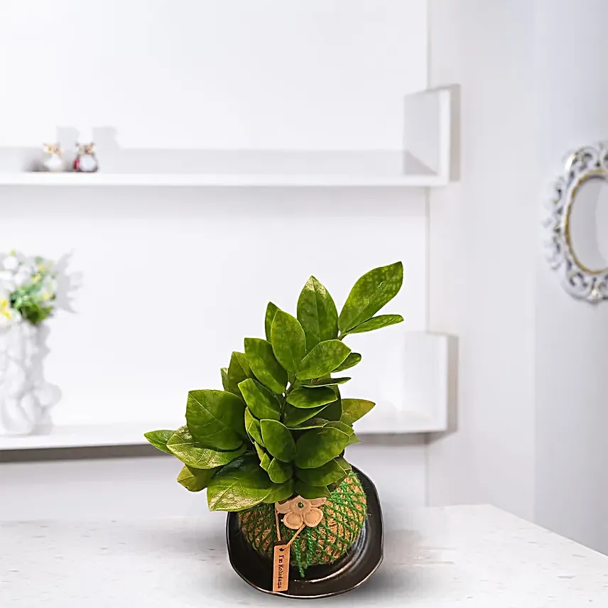 Green Beauty Kokedama ZZ Plant Gift