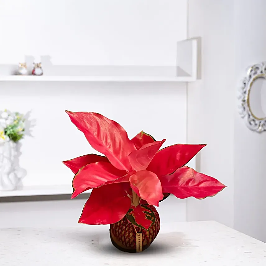 Pink Aglaonema Kokedama Style Plant