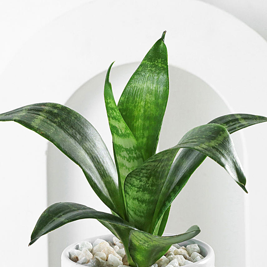 Sanseveiria Plant In Personalised Gift Mug For Wife