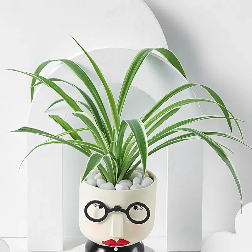 Girl Charm Syngonium Plant