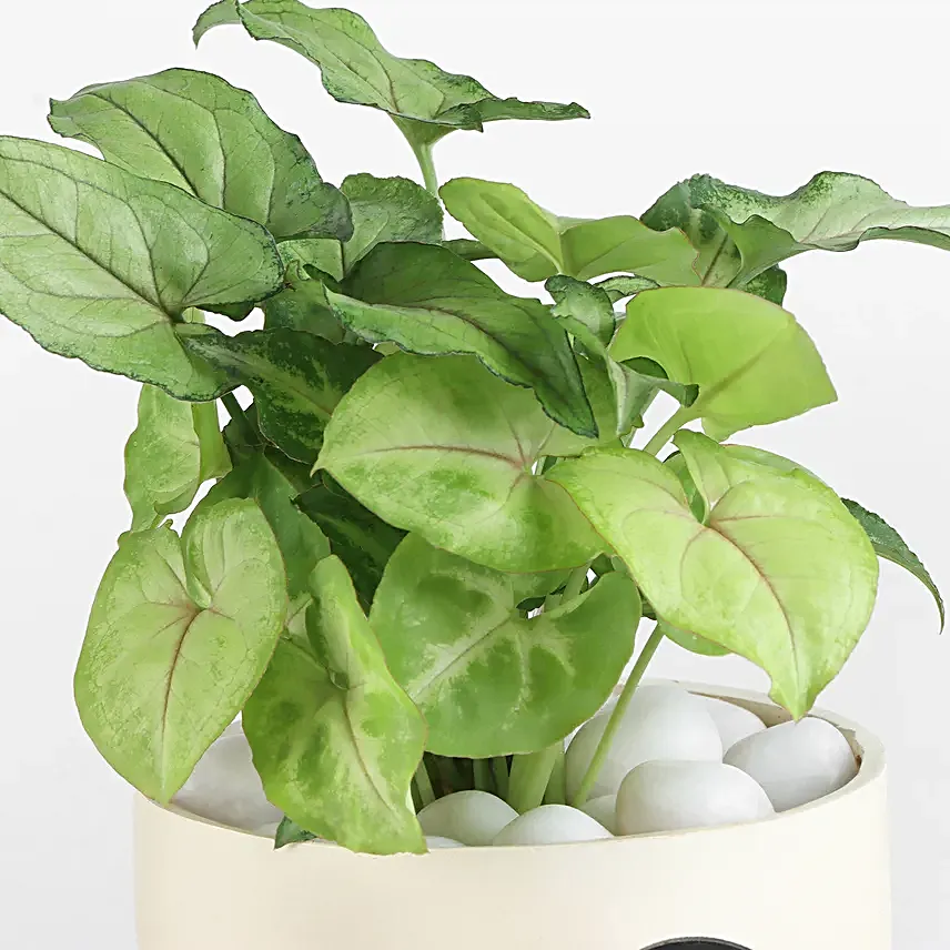 Quirky Miss Green Planter
