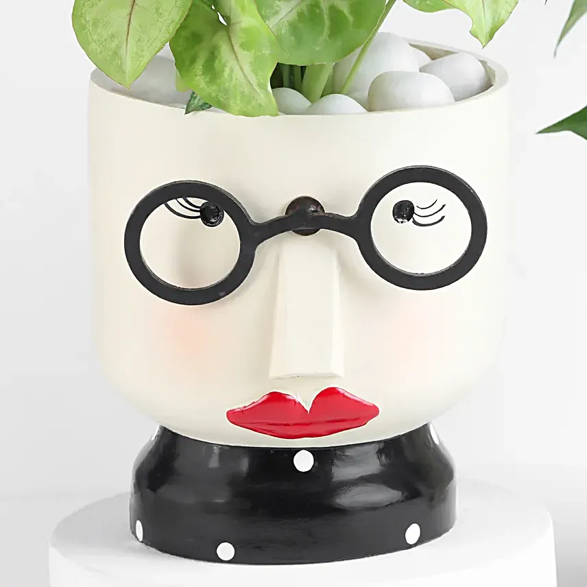 Spectacle Girl Spider Plant Gift