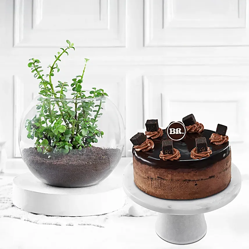 Chocolate Ice Cream Cake N Jade Plant Combo