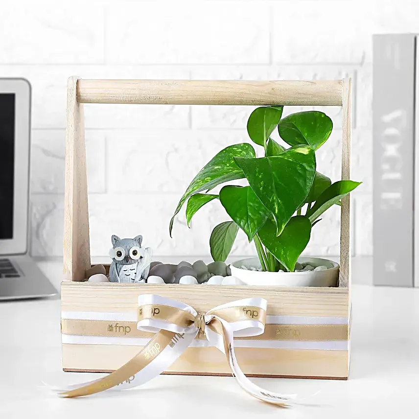 Wealth N Charm Money Plant Set