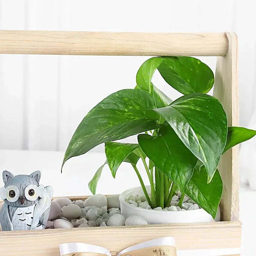 Wealth N Charm Money Plant Set