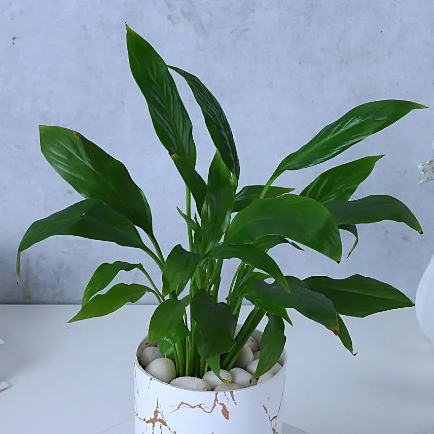 Peace Lily Plant In Blingy Marble Design Pot