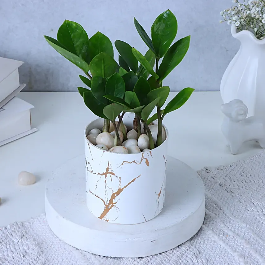 Zamia Plant In Blingy Marble Design Pot