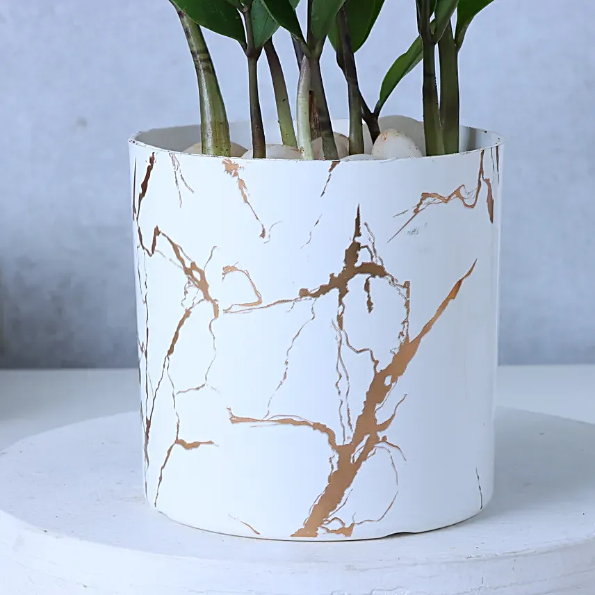 Zamia Plant In Blingy Marble Design Pot