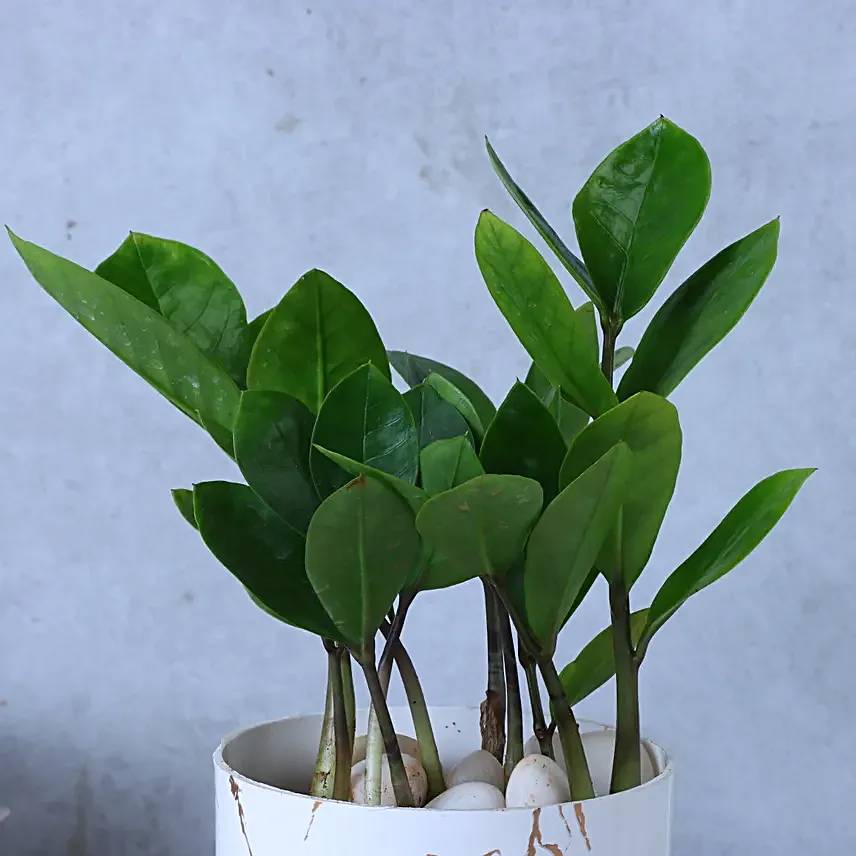 Zamia Plant In Blingy Marble Design Pot