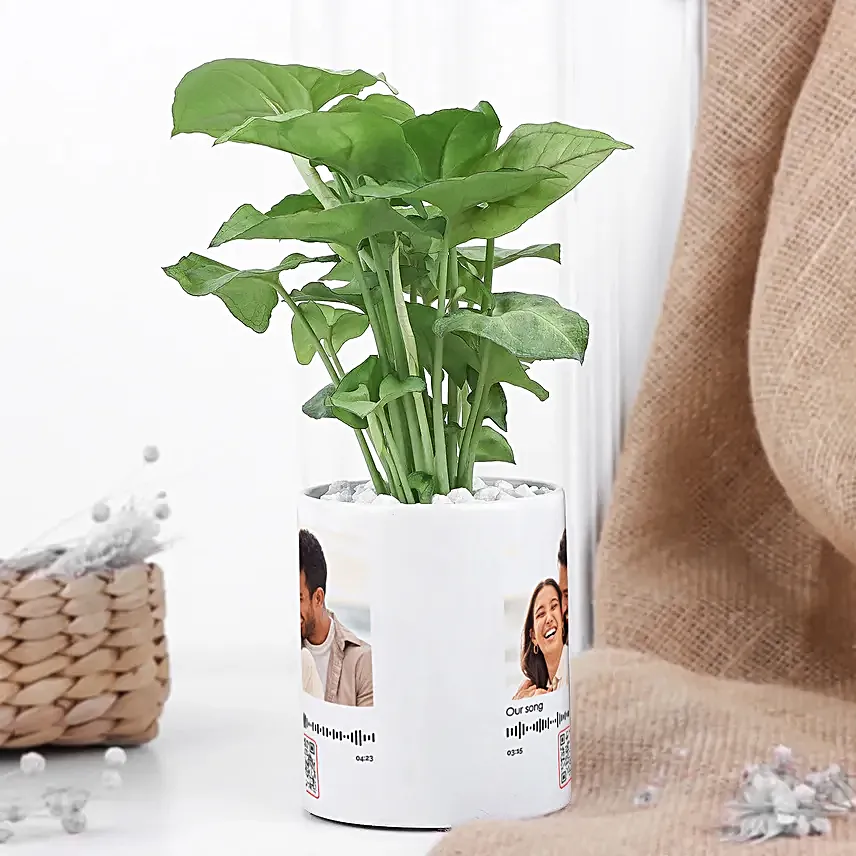 Syngonium Plant In a Personalised Mug