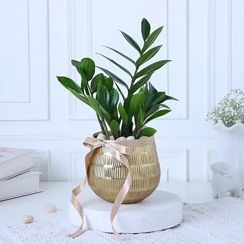 Zamia Plant In Gold Touch Round Pot