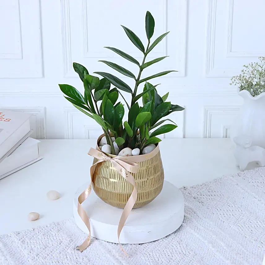 Zamia Plant In Gold Touch Round Pot